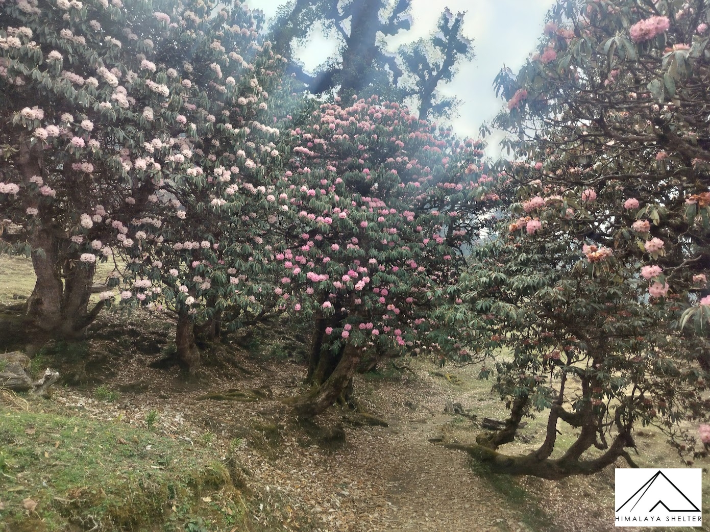 Ranthan kharak Rhododendrons on full bloom 