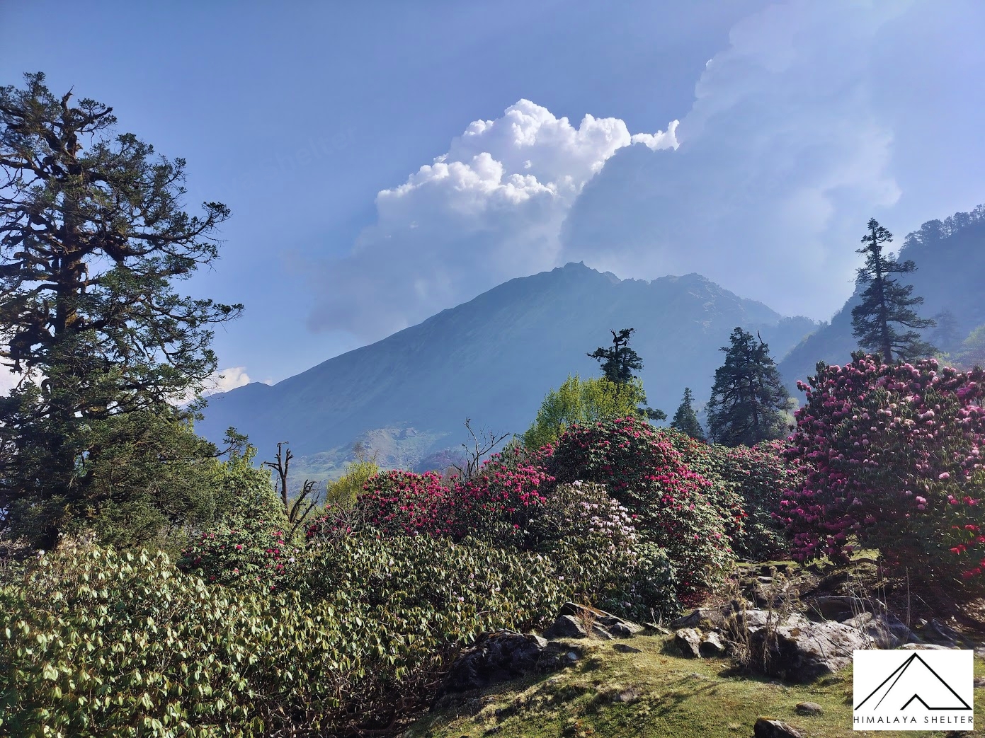 Ranthan kharak trek Rhododendrons on full bloom