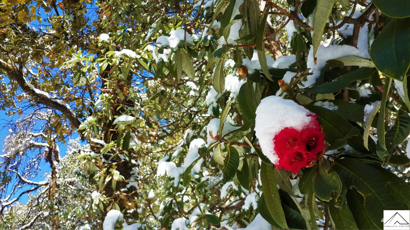 In the Shadows of Red Blooms: Dayara bugyal Rhododendron