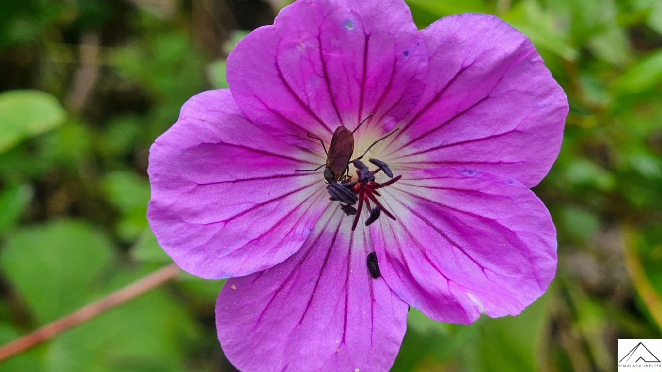 Gallery photo - Valley Of Flowers Trek 1