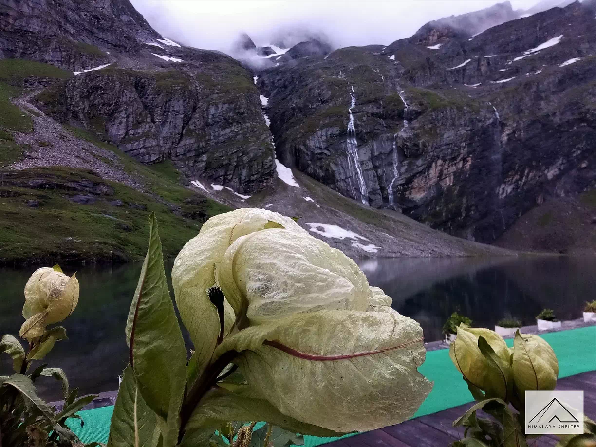 Gallery photo - Valley Of Flowers Trek 5