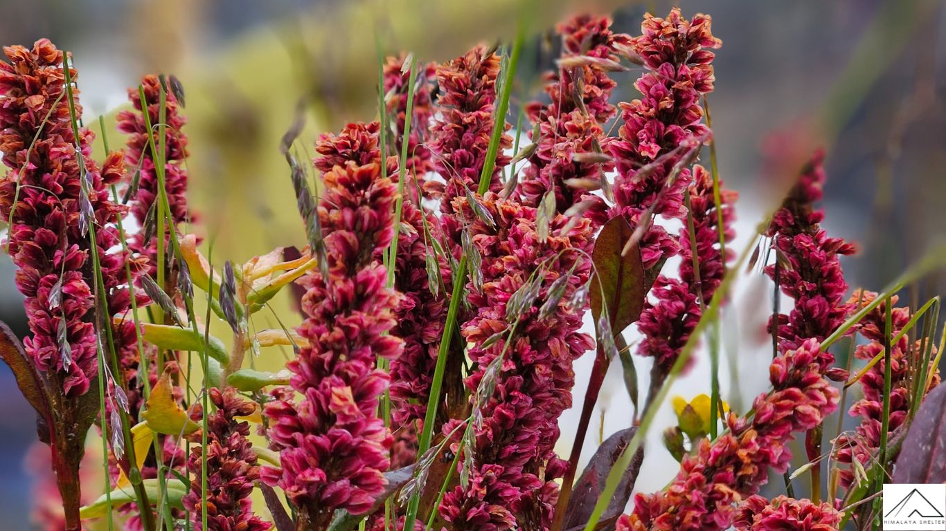 Gallery photo - Valley Of Flowers Trek 9