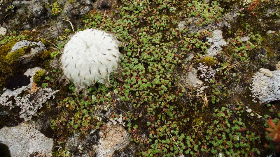 Gallery photo - Roopkund Lake 3