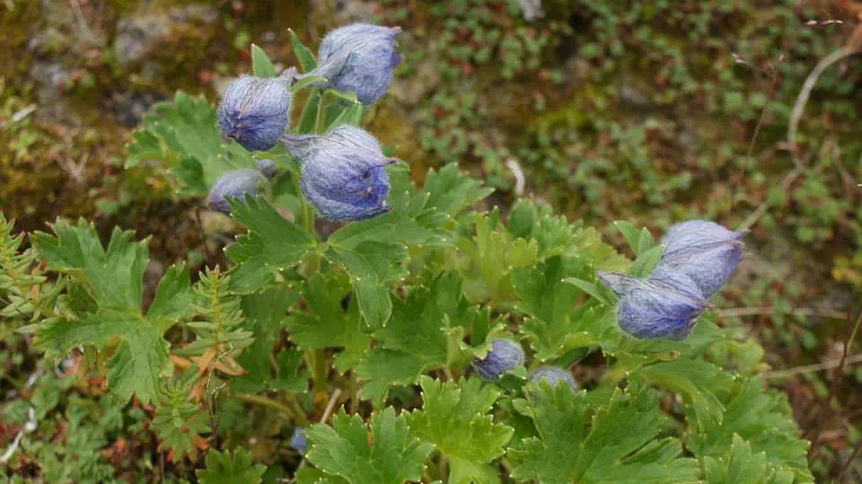 Gallery photo - Roopkund Lake 6