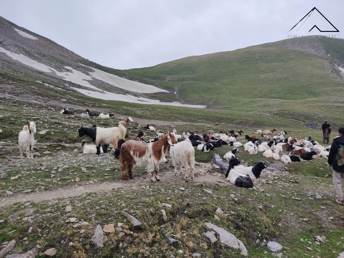 Gallery photo - Pir Panjal Lakes Trek 8