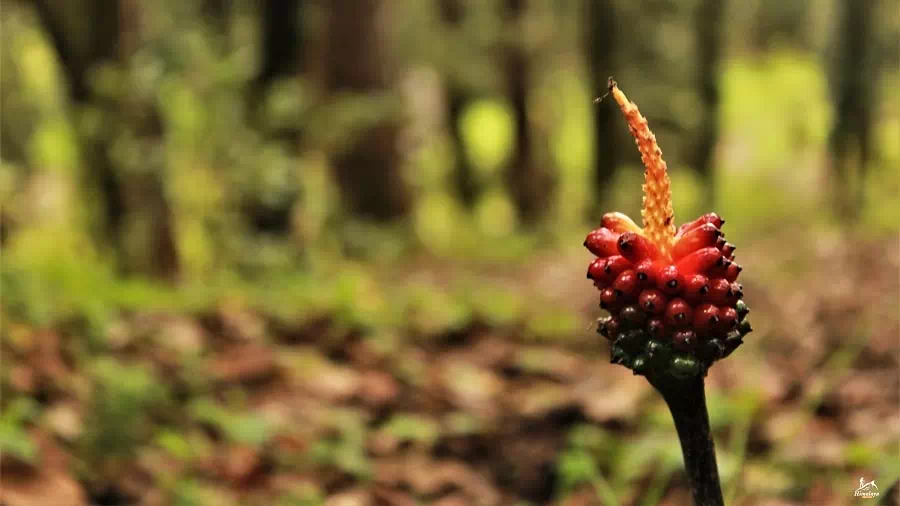 Gallery photo - Pir Panjal Lakes Trek 19
