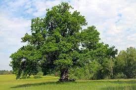Flora of Govind Pashu Vihar National Park and Sanctuary