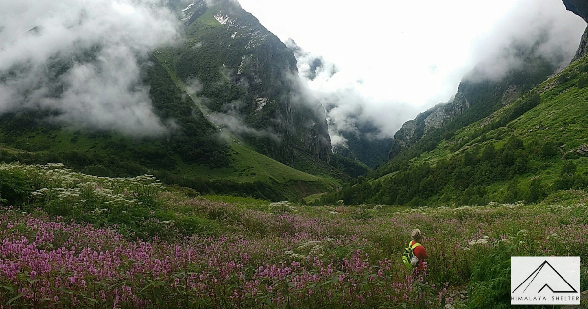 Valley of flowers