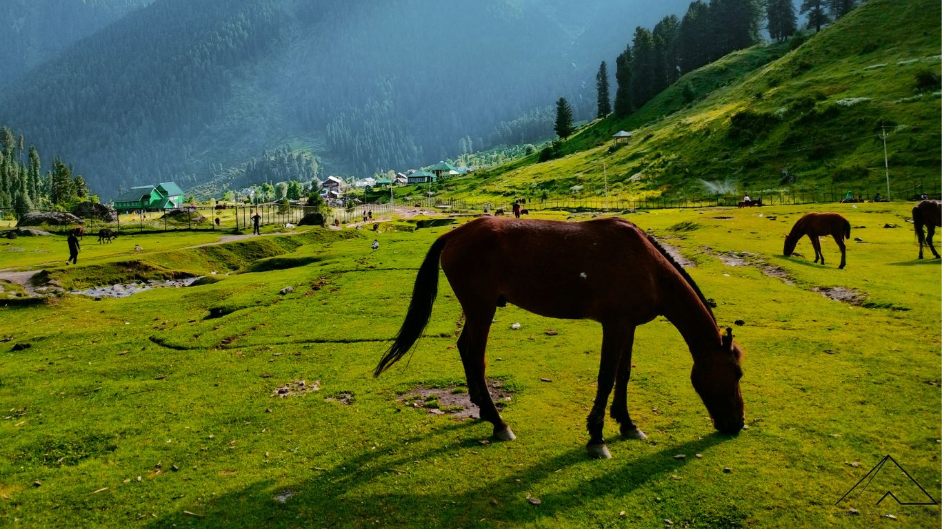 Gallery photo - Sheshnag Lake Trek 6