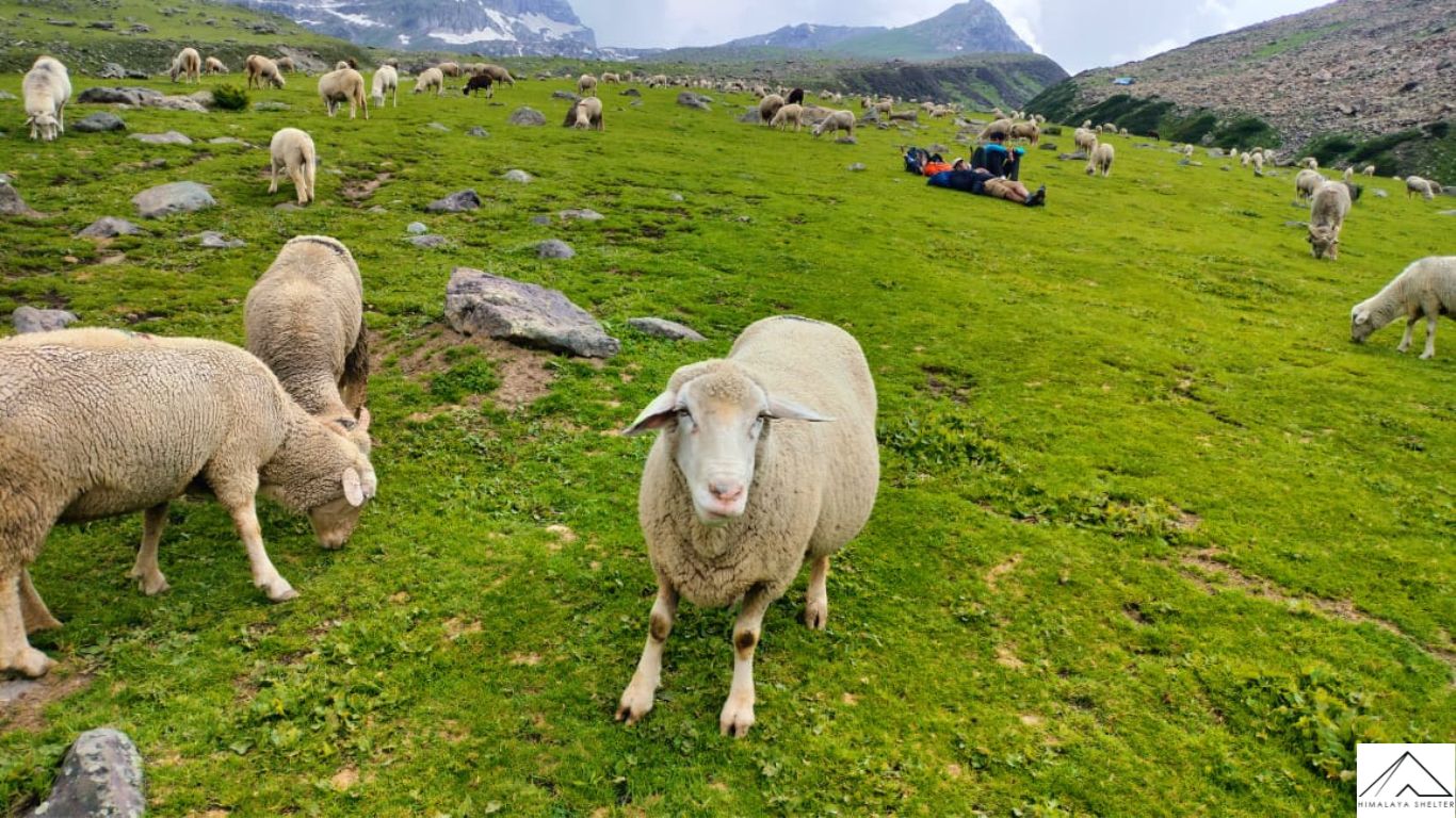 Gallery photo - Kolahoi Glacier Trek 9