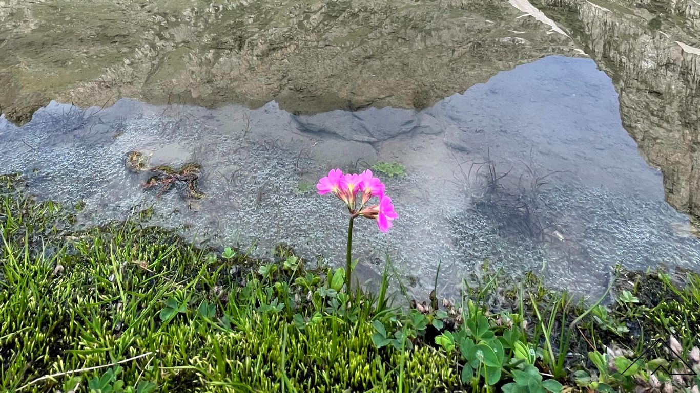 Gallery photo - Marchoi Trek 2