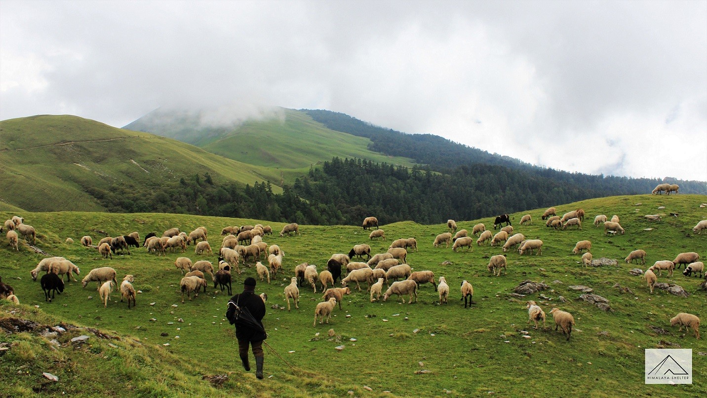 Shepherds Of Uttarakhand
