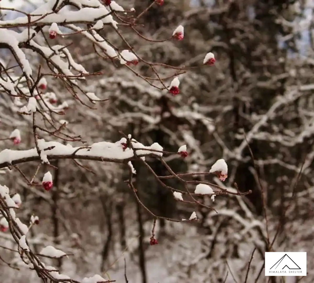Gallery photo - Dayara Gidara Bugyal Trek 2
