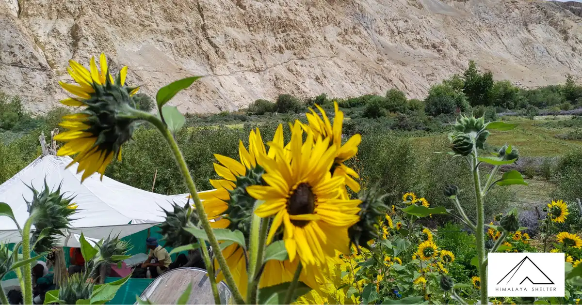 Sunflowers Blooming In Markha Valley