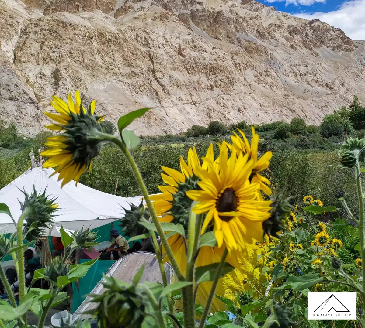 Gallery photo - Markha Valley Trek 5