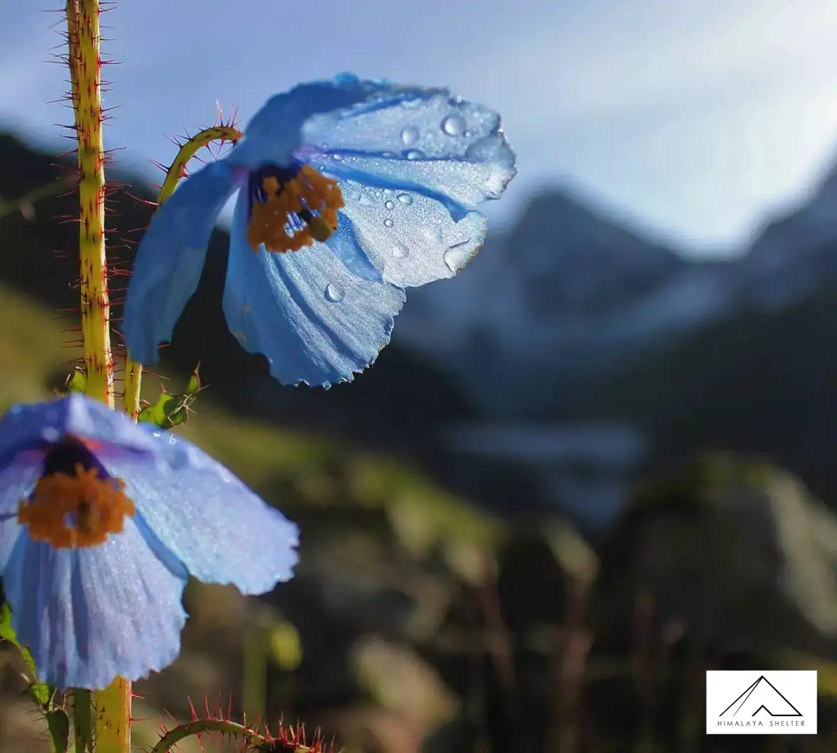 Gallery photo - Borasu Pass Trek 5