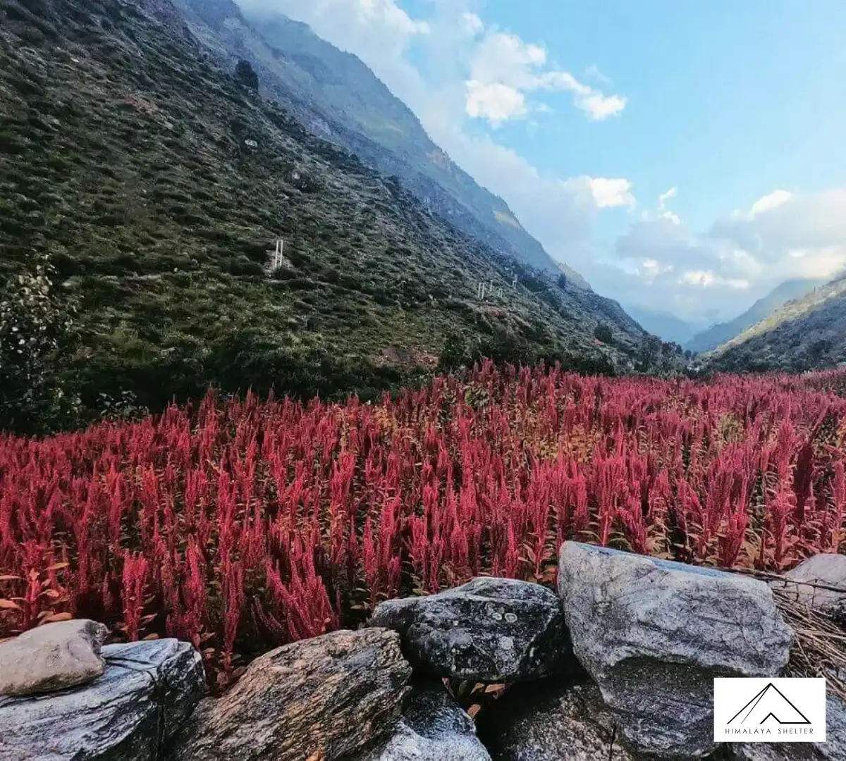 Gallery photo - Har Ki Dun Ruinsara 8