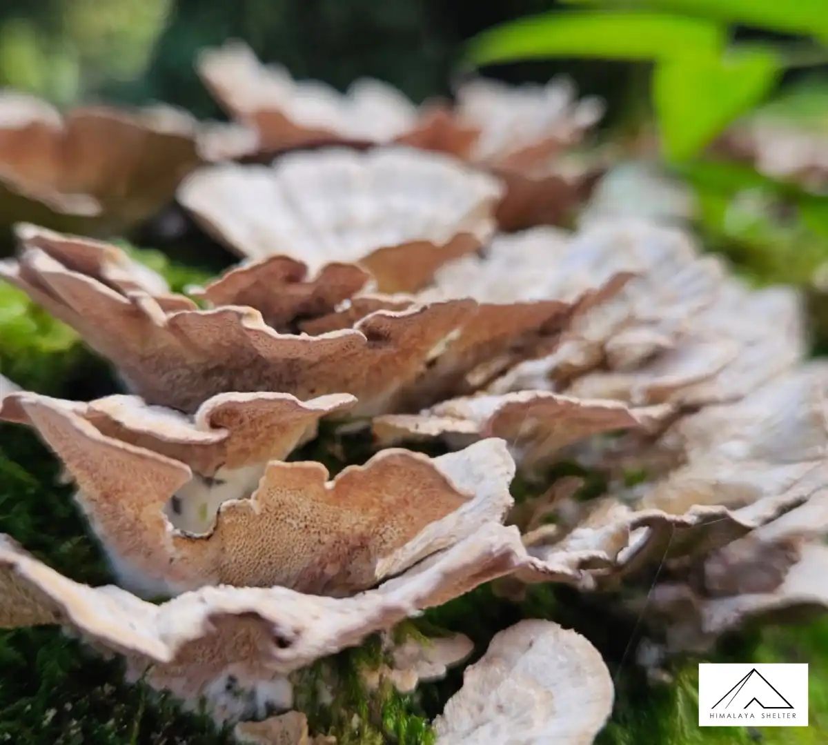 Gallery photo - Nag Tibba Trek 2