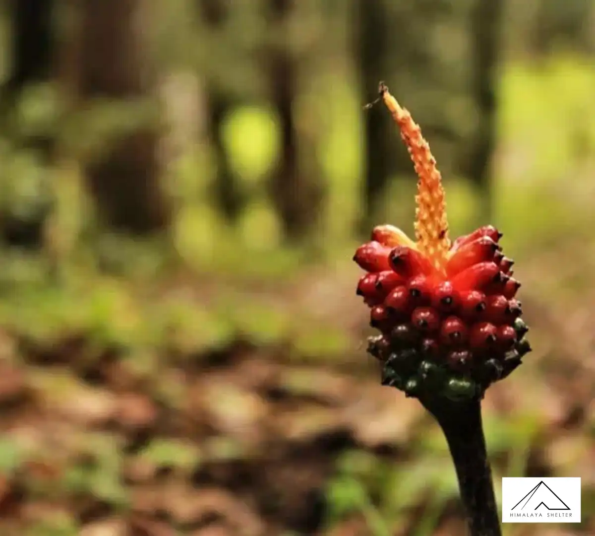 Gallery photo - Devban Trek 4