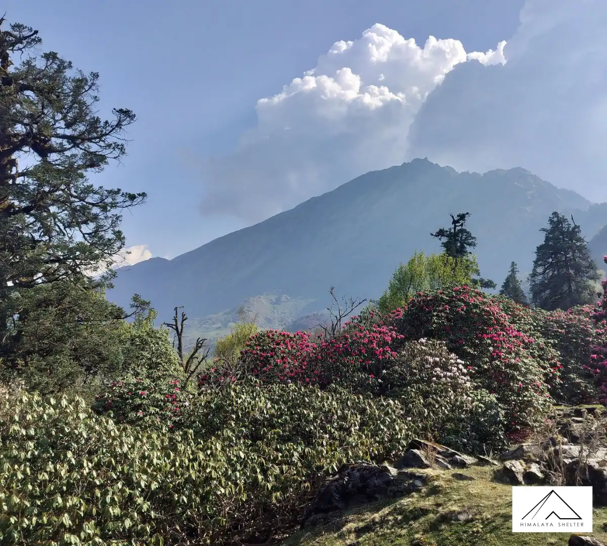 Gallery photo - Ranthang Kharak Trek 1