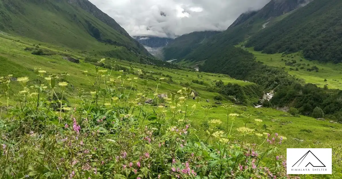 Valley Of Flowers