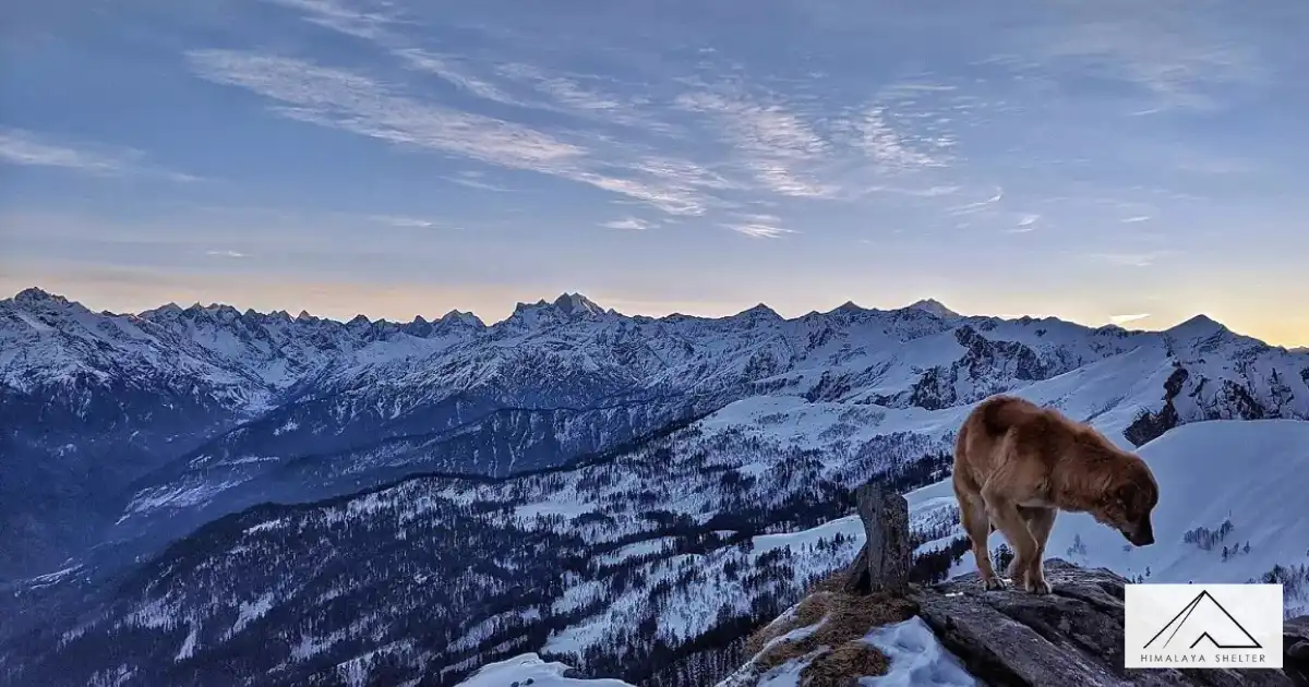 Dog On The Summit Of Kedarkantha
