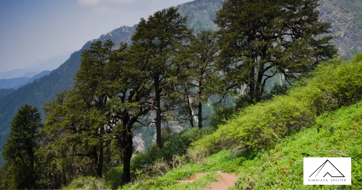 Beautiful Trail Following Through The Forest