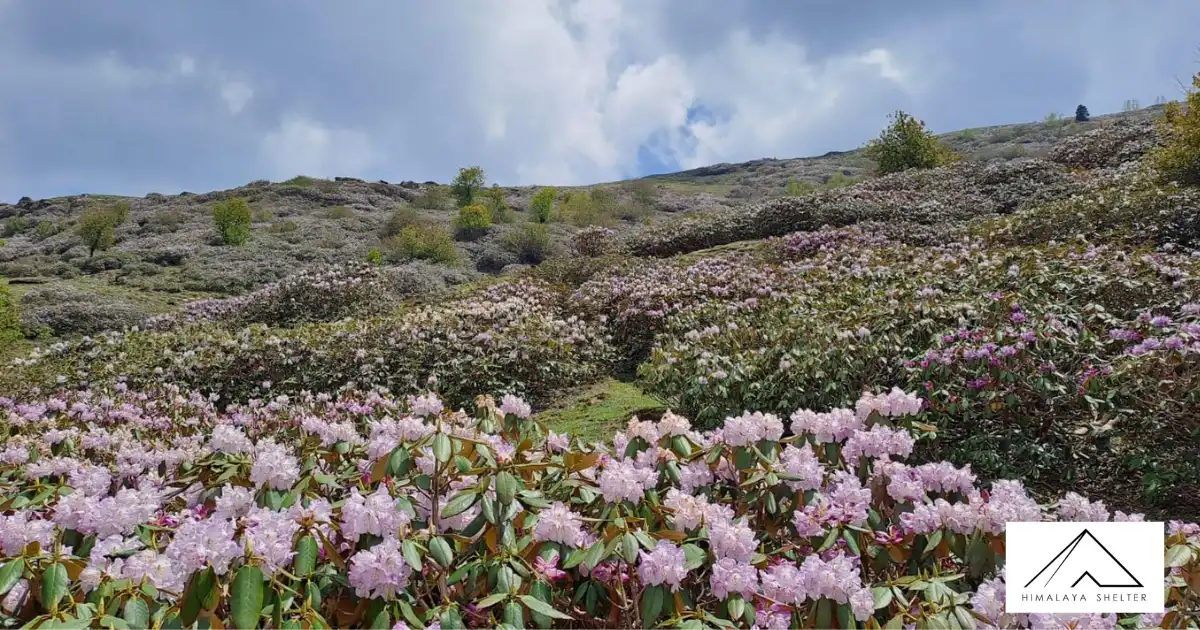 Flowers Blooming In Phulara Ridge