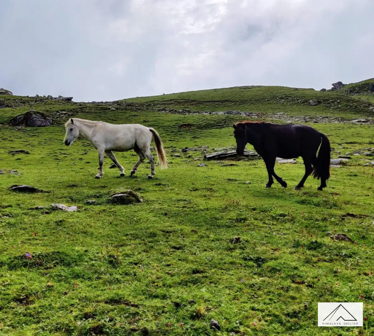 Gallery photo - Phulara Ridge Trek 8