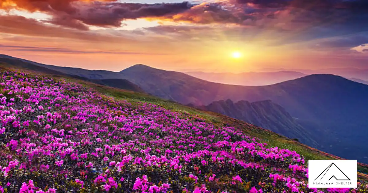 Flowers Blooimg In Talle Valley