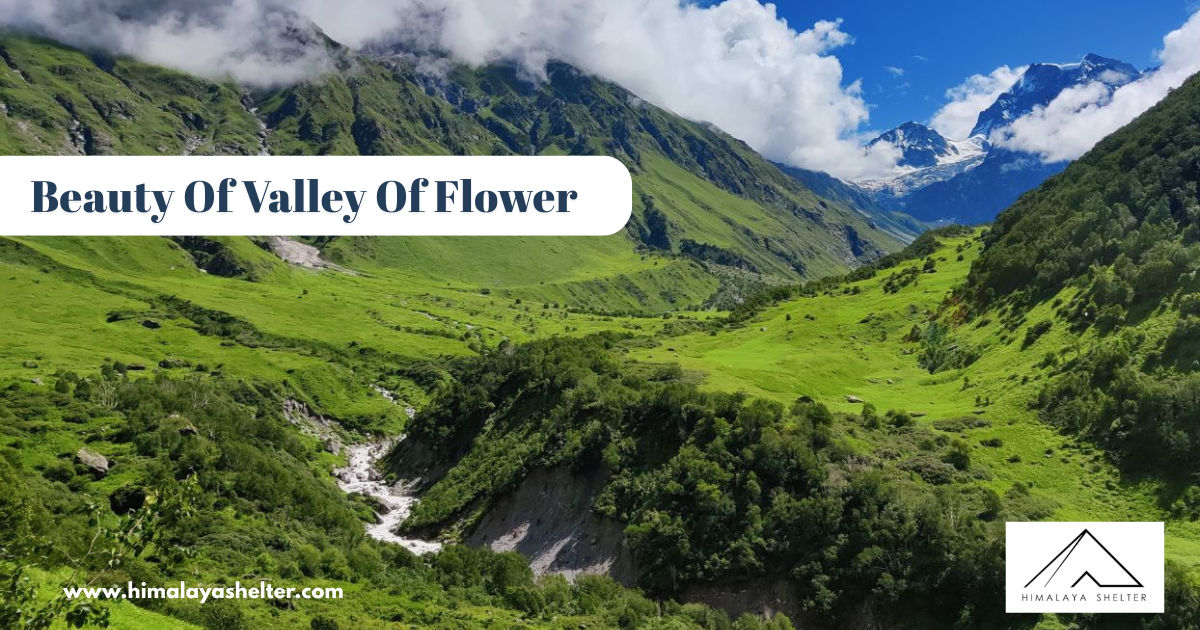 Beauty of Valley of Flower