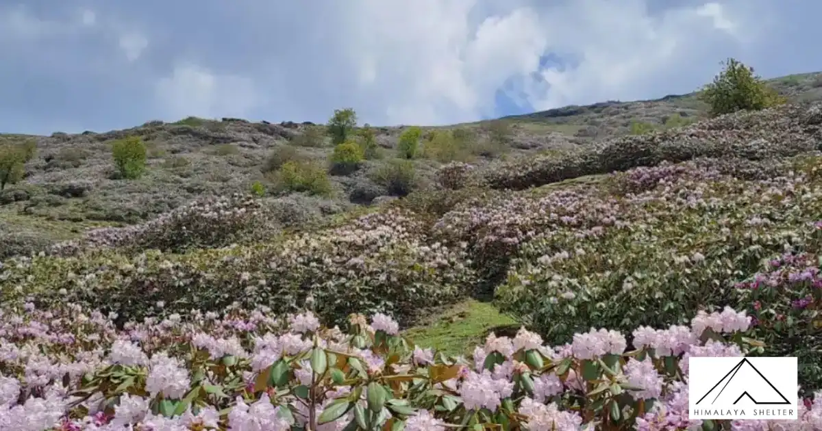 Beautiful Flowers On The Phulara Ridge Trek 