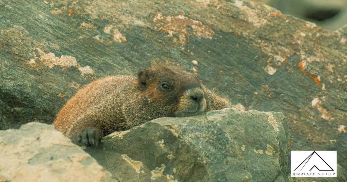 Himalayan Marmot