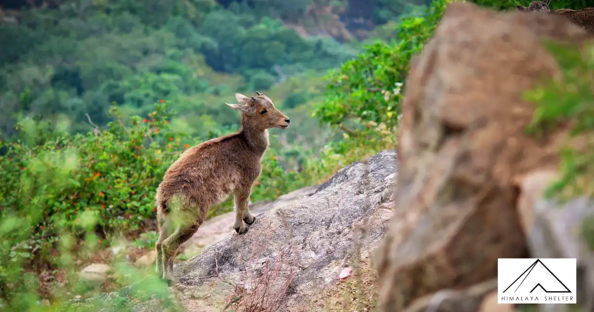 Himalayan tahr