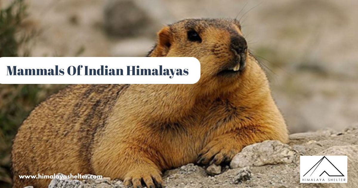 Mammals Of Indian Himalayas