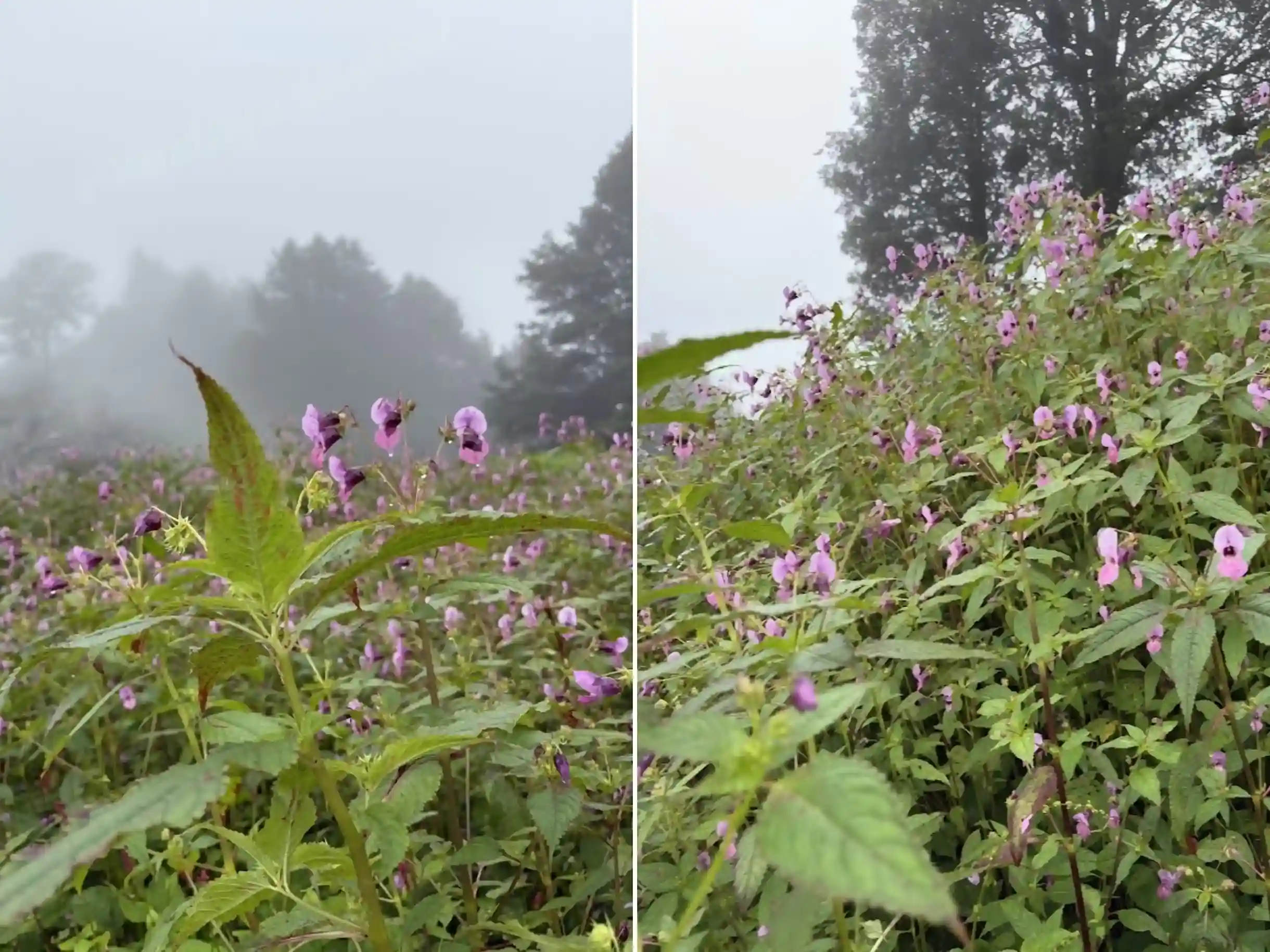 Gallery photo - Kalihani Pass Trek 3