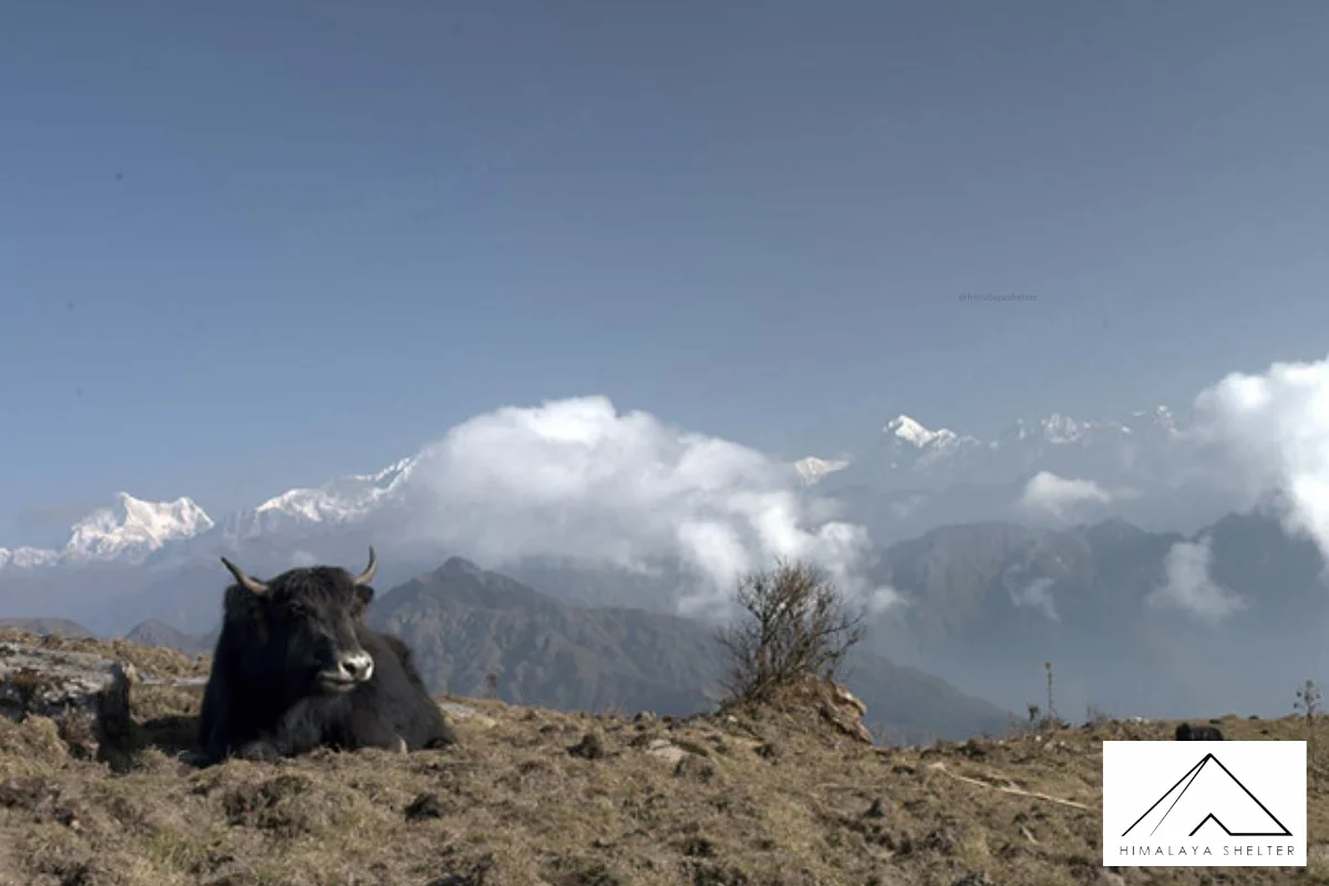 Gallery photo - Uttarey Singalila Trek 2