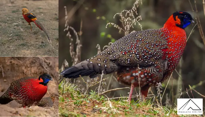 Satyr tarpagon - Himalayan Bird Watching Guide