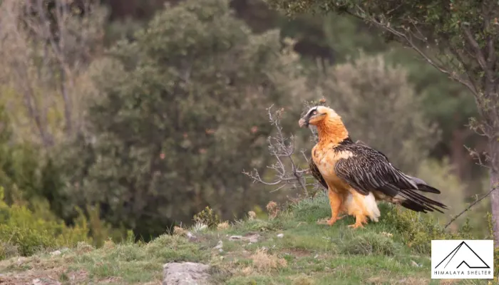 Lammergeier - Himalayan Bird Watching Guide