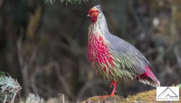 Blood Pheasant- Himalayan Bird Watching Guide