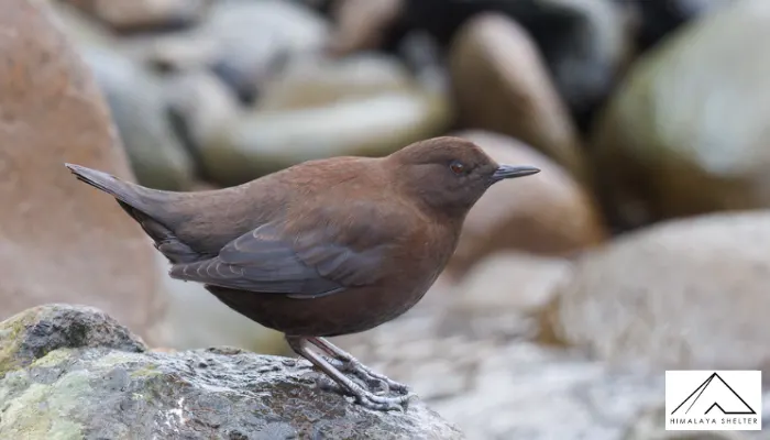 Brown Dipper - Himalayan Bird Watching Guide