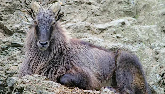 Himalayan Tahr