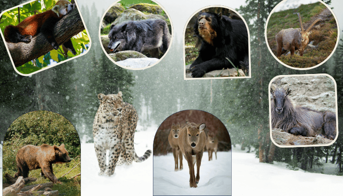 Himalayan Animals and Wildlife