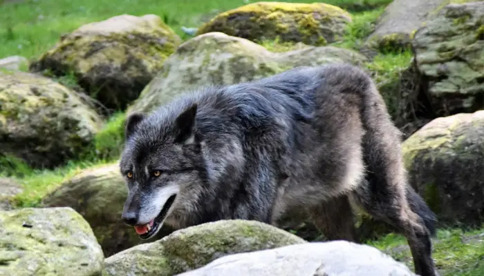 Tibetan Wolf
