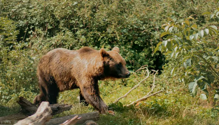 Himalayan Brown Bear