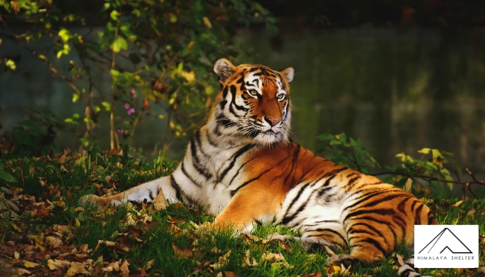 Royal Bengal Tiger - India and Bangladesh