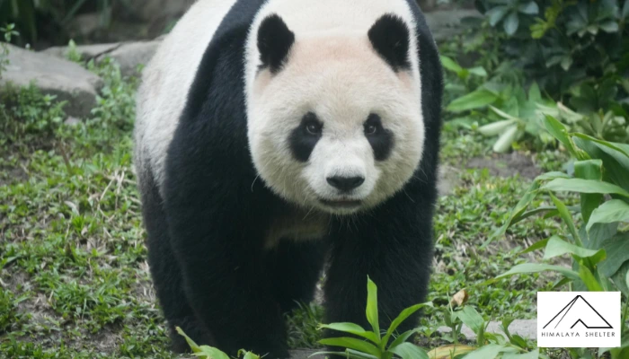 Giant Panda - China