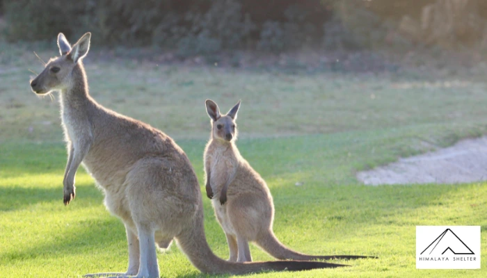 Red Kangaroo -Australia