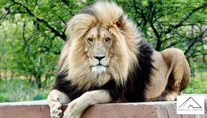 Lion- United Kingdom, Kenya, Singapore