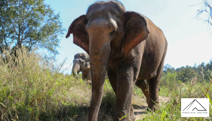 Elephant - Thailand and Laos